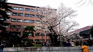 20160418 01 石割桜リサイズ.jpg