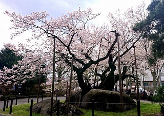20160418 02 石割桜リサイズ.jpg