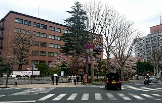20160418 03 石割桜リサイズ.jpg